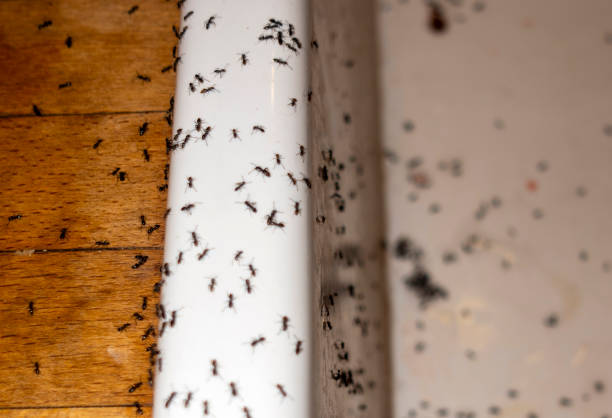 Best Emergency Pest Control  in Ocean City, MD