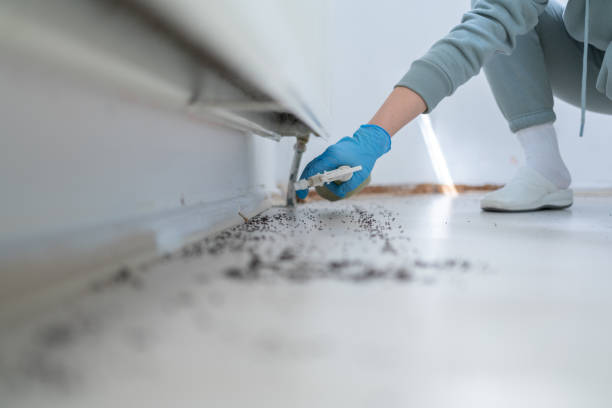 Reliable Ocean City, MD Pest Control Solutions